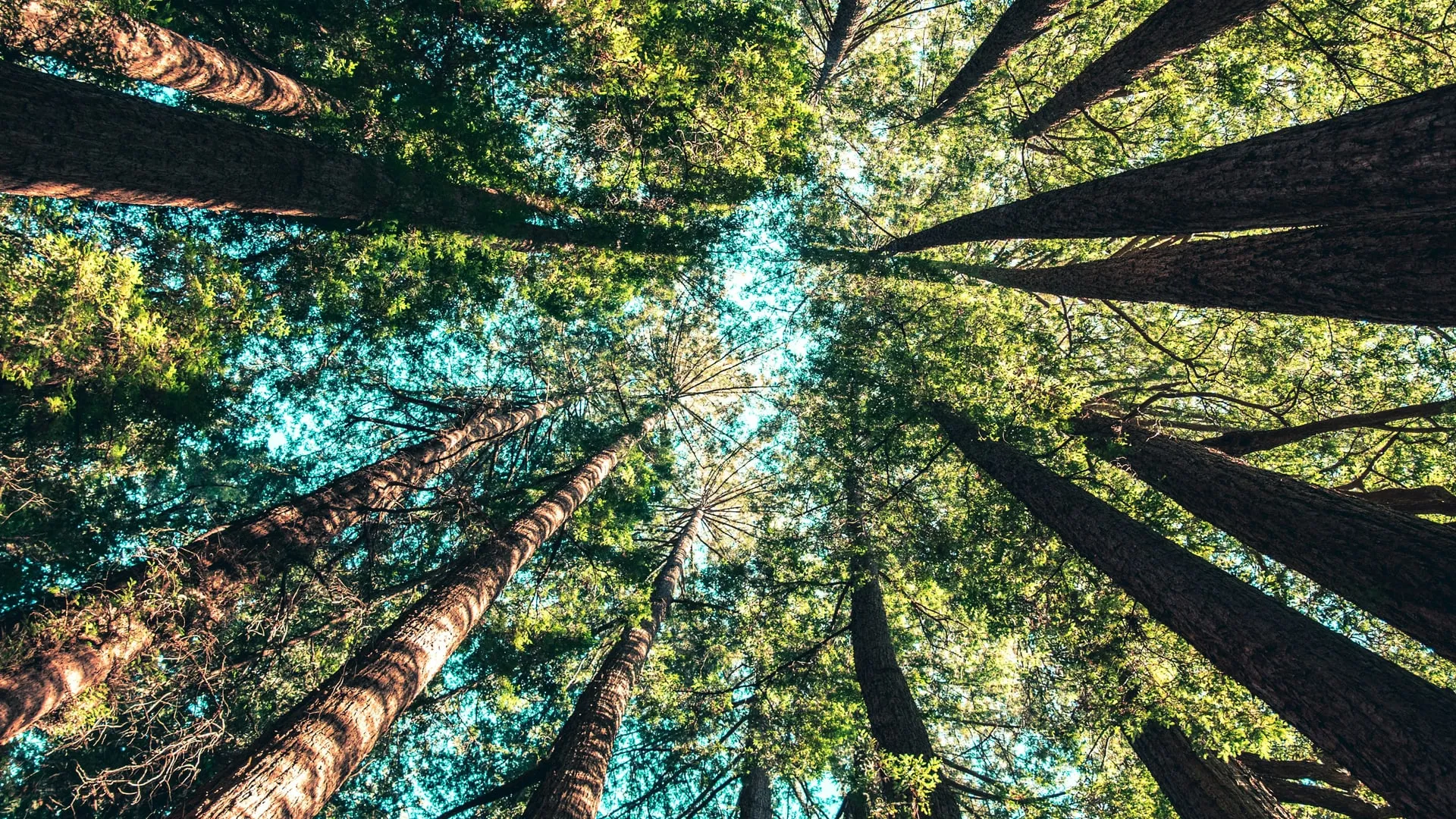 Cimes d’arbres qui se rejoignent vers le ciel — lien et présence