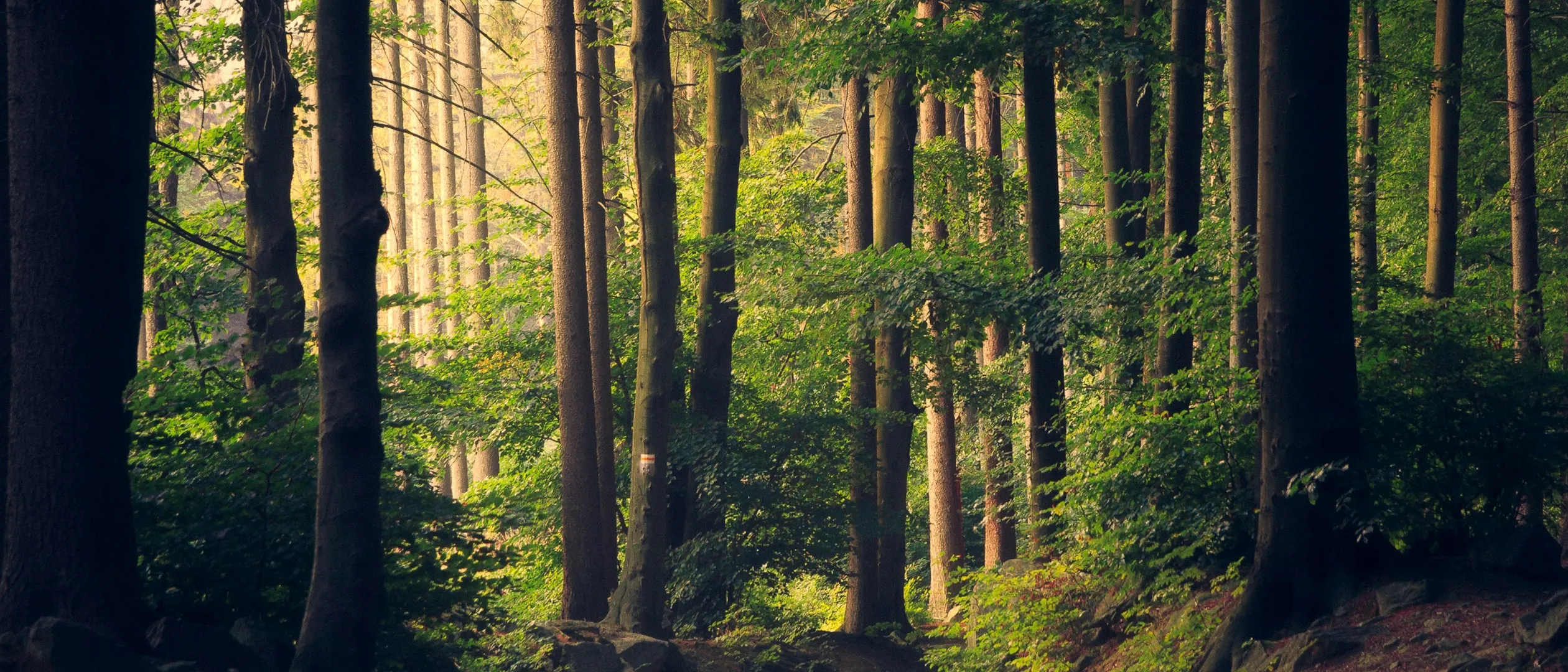 Lumière douce filtrant à travers une forêt — espace de respiration