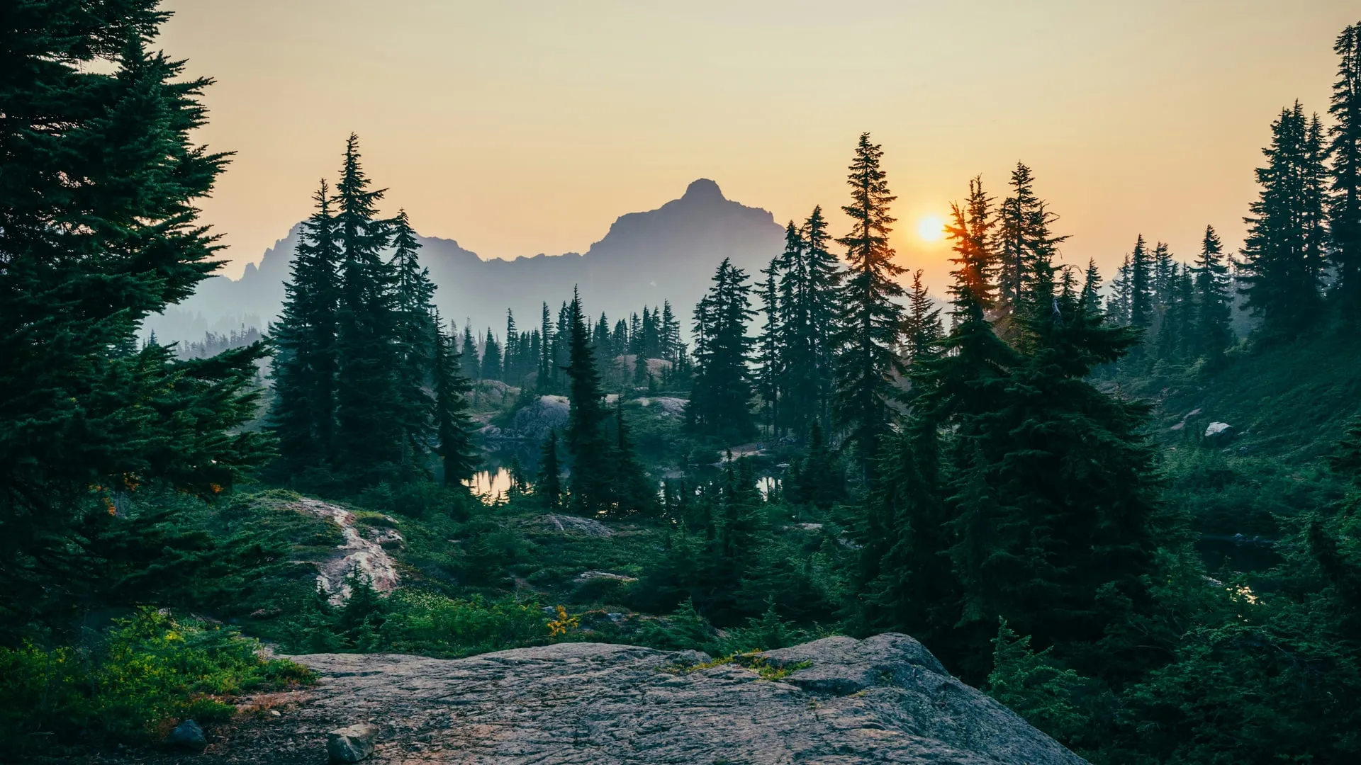 Clairière en forêt au soleil levant — clarté et chemin à suivre
