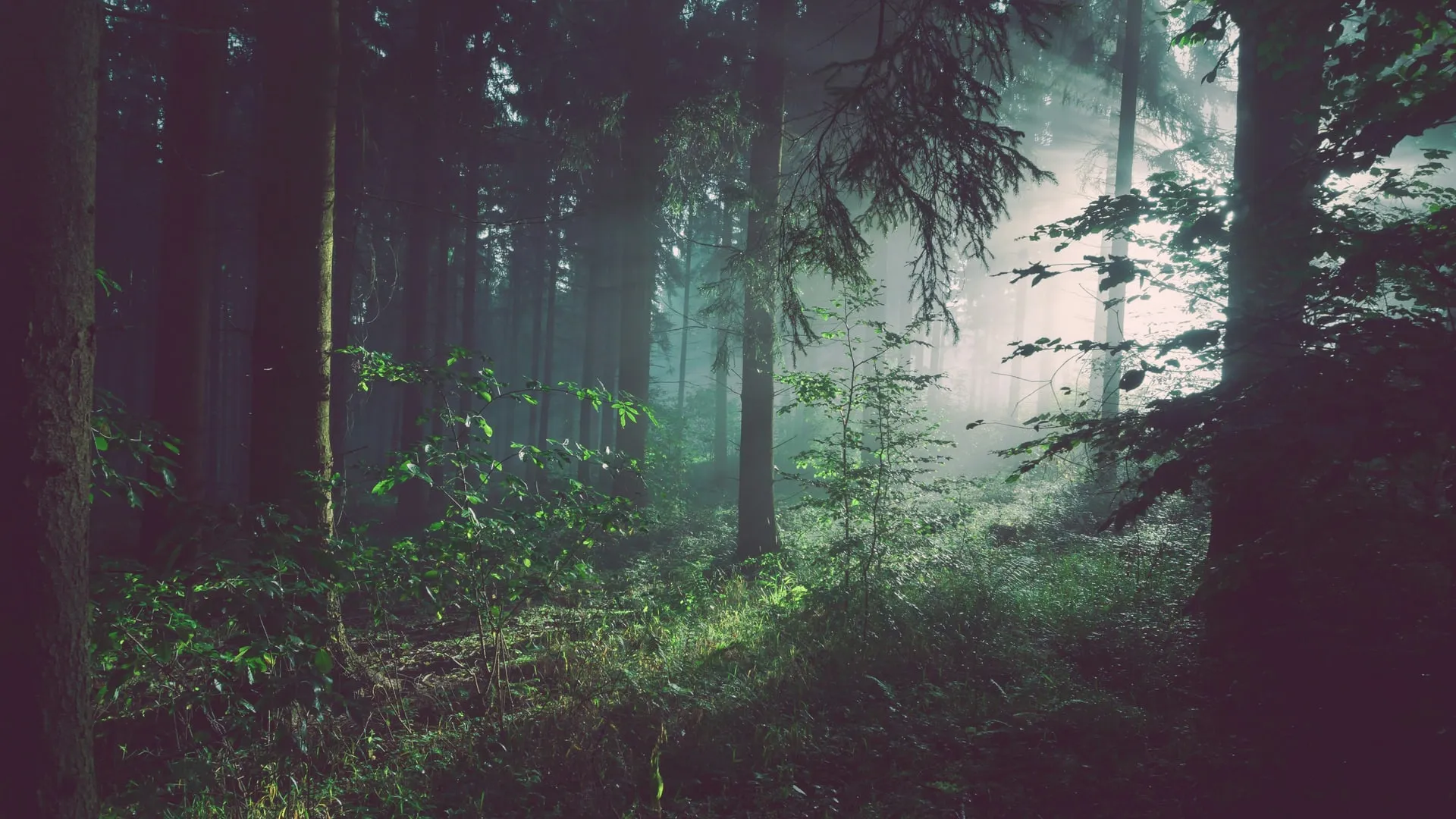 Forêt brumeuse et rayons de soleil — ambiance apaisante des thérapies