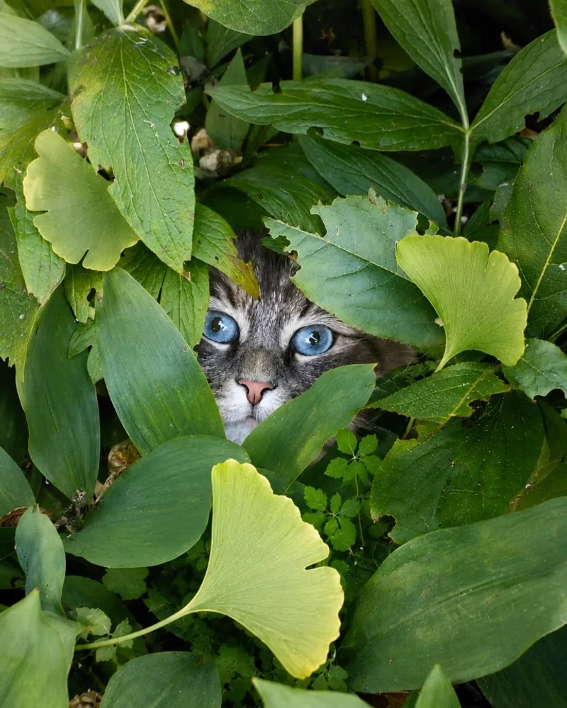 Elagon, le chat du cabinet, parmi des feuilles de ginkgo